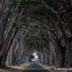 5583 Cypress Tree Tunnel, Point Reyes, California