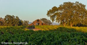 5585 Sunset, Vineyard, Santa Rosa, California