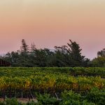 5588 Sunset, Vineyard, Santa Rosa, California