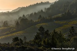 5603 Sunrise, Vineyard, Santa Rosa, California