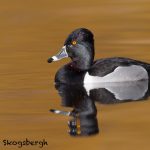 5609 Male, Ring-necked Duck, (Aythya Collaris), Victoria BC