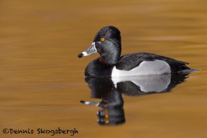 5609 Male, Ring-necked Duck, (Aythya Collaris), Victoria BC