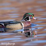 5620 Male Wood Duck (Aix sponsa), Vancouver Island, Canada