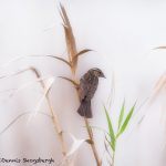 5688 Female Red-winged Blackbird (Angelaius phoeniceus), Anahuac NWR, Texas
