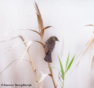 5688 Female Red-winged Blackbird (Angelaius phoeniceus), Anahuac NWR, Texas