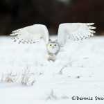 5692 Snowy Owl (Bubo scandiacus), Ontario, Canada