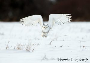 5692 Snowy Owl (Bubo scandiacus), Ontario, Canada