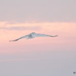 5694 Sunrise, Snowy Owl (Bubo scandiacus), Ontario, Canada