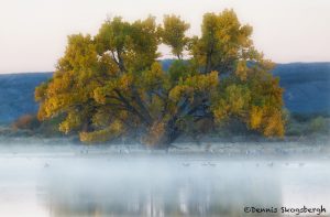 5726 Foggy Sunrise, Bosque del Apache, New Mexico