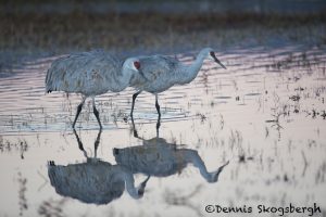 5727 Sunrise, Sandhill Cranes (Grus canadensis), Bosque del Apache NWR, New Mexico