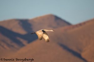 5732 Sandhill Crane (Grus canadensis), Bosque del Apache NWR, New Mexico