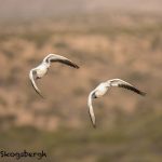 5734 Snow Geese (Chen caerulescens), Bosque del Apache NWR, New Mexico