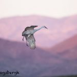5735 Sandhill Crane (Grus canadensis), Bosque del Apache NWR, New Mexico