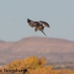 5736 Northern Harrier (Circus cyaneus), Bosque del Apache NWR, New Mexico