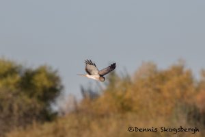 5737 Northern Harrier (Circus cyaneus), Bosque del Apache NWR, New Mexico