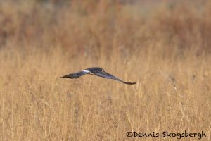 5738 Northern Harrier (Circus cyaneus), Bosque del Apache NWR, New Mexico