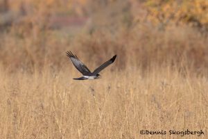 5739 Northern Harrier (Circus cyaneus), Bosque del Apache NWR, New Mexico