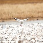 5740 Snow Geese (Chen caerulescens), Bosque del Apache NWR, New Mexico