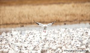 5740 Snow Geese (Chen caerulescens), Bosque del Apache NWR, New Mexico