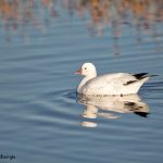 5742 Ross's Goose (Chen rossii), Bosque del Apache NWR, New Mexico