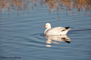 5742 Ross's Goose (Chen rossii), Bosque del Apache NWR, New Mexico