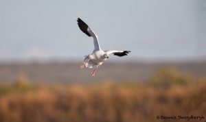 5746 Snow Goose (Chen caerulescens), Bosque del Apache NWR, New Mexico