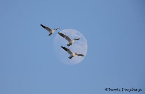 5749 Moon, Ross's Geese, Bosque del Apache NWR, New Mexico