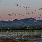 5750 Snow Geese Fly-in, Bosque del Apache NWR, New Mexico