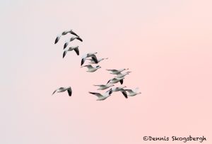 5751 Sunrise, Ross's Geese (Chen rossii), Bosque del Apache NWR, New Mexico