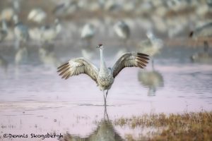 5752 Sunrise, Sandhill Crane (Grus canadensis), Bosque del Apache NWR, New Mexico