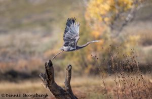 5754 Great Blue Heron (Ardea herodias), Bosque del Apache NWR, New Mexico