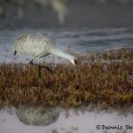 5758 Sunrise, Sandhill Crane (Crus canadensis), Bosque del Apache NWR, New Mexico