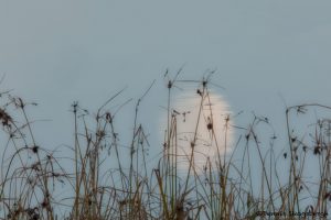 5759 Moon Reflection, Bosque del Apache NWR, New Mexico.