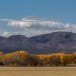 5763 November Colors, Bosque del Apache NWR, New Mexico