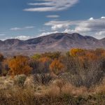 5764 November Colors, Bosque del Apache NWR, New Mexico