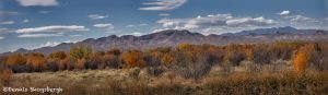 5764 November Colors, Bosque del Apache NWR, New Mexico