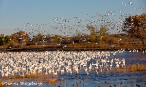 5766 Snow Geese (Chen caerulescens), Bosque del Apache NWR, New Mexico