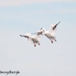 5768 Snow Geese (Chen caerulescens), Bosque del Apache NWR, New Mexico