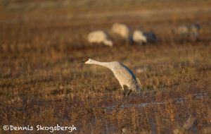 5772 Pre-flight Posture, Sandhill Crane (Grus canadensis), Bosque del Apache NWR, New Mexico