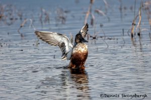 5773 Male Northern Shoveler (Anas clypeata), Bosque del Apache NWR, New Mexico