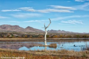 5775 November Colors, Bosque del Apache NWR, New Mexico