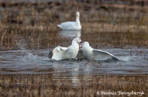 5782 Snow Geese, Territorial Fight, Bosque del Apache NWR, New Mexico