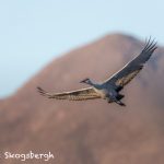 5787 Sandhill Crane (Grus canadensis), Bosque del Apache NWR, New Mexico