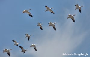 5788 Snow/Ross's Geese, Bosque del Apache NWR, New Mexico