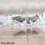 5794 Sandhill Crane (Grus canadensis), Bosque del Apache NWR, New Mexico