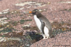 5799 Gentoo Penguin, Saunders Island, Falklands