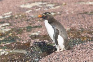 5799 Gentoo Penguin, Saunders Island, Falklands