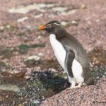 5799 Rockhopper Penguin [Eudyptes (chrysocome) filholi], Saunders Island Falklands