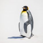 5801 King Penguin, Volunteer Point, Falkland Islands