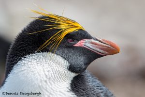 5802 Macaroni Penguin (Eudyptes chrysolophus), Saunders Island, Falklands
